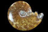 Polished, Agatized Ammonite #97237-1